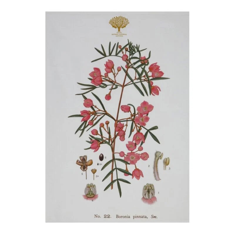 Maxwell & Williams Royal Botanic Gardens Australian Botanics Tea Towel 50x70cm Boronia