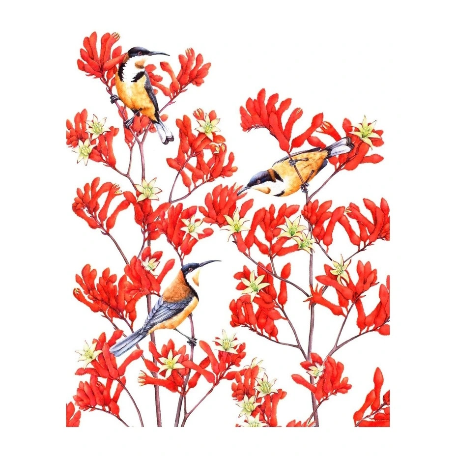 MW Royal Botanic Gardens - Garden Friends Tea Towel 50x70cm Spinebill-1