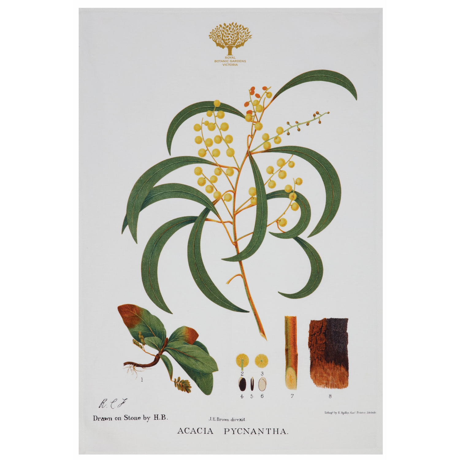 Maxwell & Williams Royal Botanic Gardens Australian Botanics Tea Towel 50x70cm Wattle